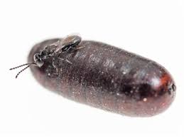 To kill gnats in drains use ammonia: Spalangia Bugs For Bugs