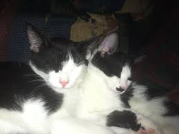 Get a 32.000 second two cats playing around a stock footage at 29.97fps. Two Kittens Free Stock Photo Public Domain Pictures