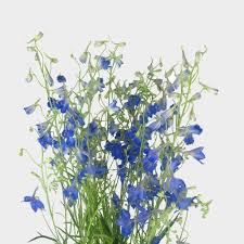Give this vine as much sunlight as possible for best flowering. Delphinium Dark Blue Flower Wholesale Blooms By The Box