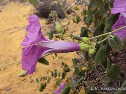 Image result for Bulbostylis filamentosa