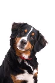 They were bred for a number of tasks. How To Create Better Content Treat Your Readers Like Dogs Copyblogger