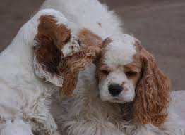 Parti American Cocker Spaniel Black And White Joanna A Red And White Parti Color American Cocker Spaniel American Cocker Spaniel Cocker Spaniel Spaniel