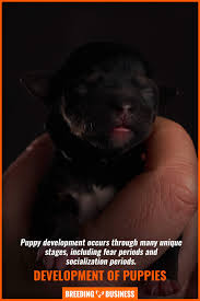 When do puppy fear periods occur? Puppy Development Week By Week Timeline Growth Needs Diet