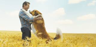 Egy kutya négy élete, szerző: Egy Kutya Negy Utja Kritika Kutyas Film Filmtekercs Hu