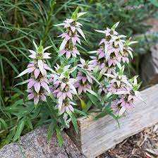 Pin On Flowers