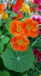 Nasturtiums Watercolor Flowers Beautiful Flowers Flower Painting