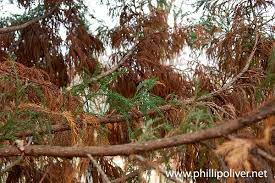 Check spelling or type a new query. I M Worried About The Cryptomeria