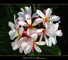 The Plumeria Dwarf Pink Singapore