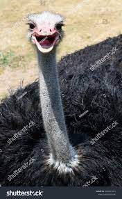Smiling Ostrich Showing Tongue Teeth Stock Photo Edit Now 1605001027