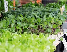 Use this guide to learn how to start a vegetable garden and choose knowing where your food came from is just one benefit of home vegetable gardening. The 10 Most Useful Vegetables To Plant Pineca Com