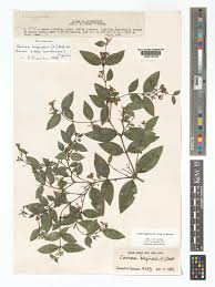 Image result for Carissa bispinosa