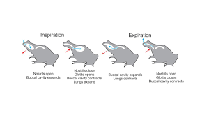 Work with animals animals and pets lizards snakes reptiles and amphibians exotic pets trypophobia creatures nature. Komodo On Twitter 9 Virgin Birth Komodo Dragons Show That Virgin Births Are Possible Researchers Reported In Nature That The Only Two Sexually Mature Female Komodo Dragons In All Of