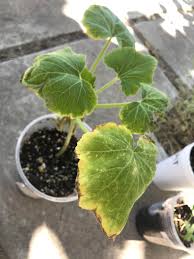 Take a look at the plant below to illustrate this point. Help Zucchini Plant Leaves Turning Dry And Yellow I Live In A Dry And Sunny Climate And I Water The Plants Once A Day At Night Vegetablegardening