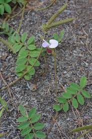 Image result for Tephrosia polystachya
