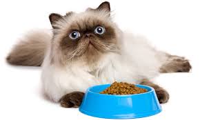 At purina, our cat brands range from nutritious cat food to tasty treats to ensure your cat is covered in all life we believe food choices are the most important daily decisions we make for our health and help keep your pets' breath fresh and their teeth clean, throughout your long, healthy, life together. Persian Cat Food The Best Way To Feed Your Flat Faced Kitty