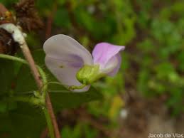 Image result for Dolichos trilobus