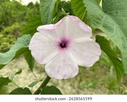 Image result for Ipomoea carnea