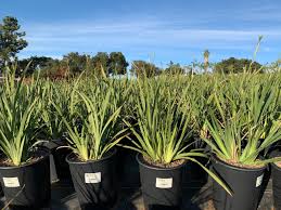 Image result for Moraea niassensis