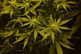 Check spelling or type a new query. 420 Weed Wallpapers Collection All Hd Wallpapers