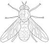 Crawling bugs online coloring page. 1