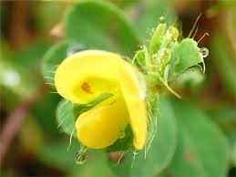 Image result for Smithia