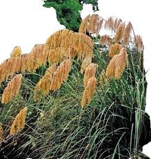 Image result for Sorghum × drummondii