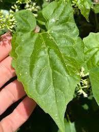 Image result for Mikania cordata