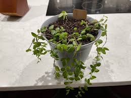 Will it not wither completely when the east wind blows on it? It Doesn T Seem To Be Doing Very Well It Doesn T Grow Much And When I Touch It Or Move It Sometimes The Little Leaves Will Just Fall Off Any Ideas Or Advice
