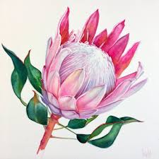 Fullsizeoutput 242a Jpeg Protea Art Flower Drawing Protea Flower