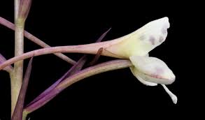 Image result for Disa baurii