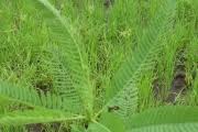 Image result for Sesbania pachycarpa