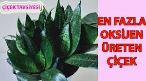 Aloe vera çiçek açar mi diyenler,evet açar görülmeye değer.evdeki çiçeklerim. Bu Cicegi Cok Seveceksiniz Bodur Kilic Cicegi Pasa Kilici Bakimi Kilic Cicegi Bakimi Ve Cogaltma Youtube