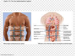 Name the nine regions or four quadrants. Abdominopelvic Cavity Abdomen Quadrant Organ Anatomy Organs Human Anatomy Human Body Png Pngwing