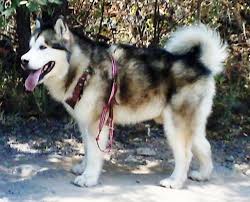 Resultado de imagen para características del alaska malamute