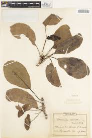 Image result for Terminalia superba