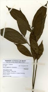 Image result for Olax gambecola