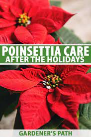 How To Care For Poinsettia After The Holidays Gardener S Path Poinsettia Care Poinsettia Plant Poinsettia