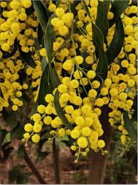 From A Tiny Tree In A Pot To This Fabulous Bendigo Wattle Nature Is Awesome In 2020 Nature Plants Bendigo
