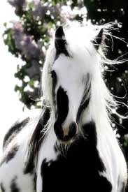 Beautiful Black And White Horse Photography Wow I Don T Know What Else To Say Horses Beautiful Horses Pretty Horses