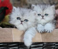 Enter your email address to receive alerts when we have new listings available for chinchilla persian kittens for sale. Persian Cat Breeders Ohio Kittysites Com