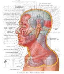 There are four pairs of muscles that are responsible for chewing movements or mastication. Muscles Of Facial Expression Lateral View