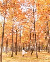 What is it like to experience fall in south korea? Exploring Nami Island In Autumn Travel Guide Onebluehat