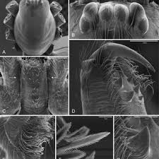 Image result for Panicum habrothrix