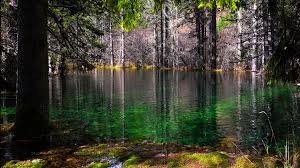 We did not find results for: Forest With Lake Moss And Trees 4k 8k Hd Nature Wallpapers Hd Wallpapers Id 50924