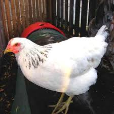 Do you want to raise chicken organically in your backyard? Why Delaware Chickens Are Nearly Extinct Pampered Chicken Mama Raising Backyard Chickens In 2020 Delaware Chickens Best Egg Laying Chickens Chickens Backyard