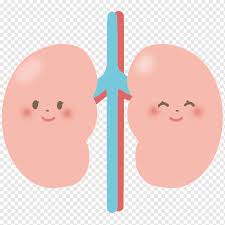Kidney Organ Illustrator Nurse Roo Illustrator Cartoon Fictional Character Png Pngwing See more ideas about tattoos, mr cartoon tattoo, cartoon tattoos. kidney organ illustrator nurse roo