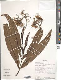 Image result for Pavetta crassipes