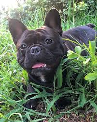 Black And White Brindle French Bulldog I Found A Little Black Teddy Bear Today He Was Rummaging Through The Wilderness Brindle French Bulldog French Bulldog French Bulldog Puppy Black