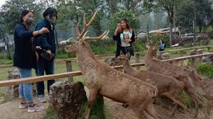 Check spelling or type a new query. Harga Tiket Wisata Camping Dan Penangkaran Rusa Kampung Cai Rancaupas