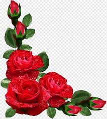 Seperti halnya bunga mawar, bunga tulip saat ini juga banyak diminati serta dibudidayakan oleh banyak orang. Bunga Mawar Merah Dengan Batas Embun Air Bunga Mawar Bingkai Desain Perbatasan Jepang Mawar Merangkai Bunga Floribunda Fotografi Png Pngwing